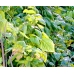 OSIGIAN Mulberry cuttings TEN cuttings ready to propagate immediately.